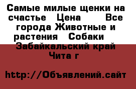 Самые милые щенки на счастье › Цена ­ 1 - Все города Животные и растения » Собаки   . Забайкальский край,Чита г.